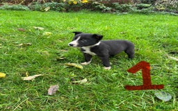 Border Collie dogs for sale: Border Collie puppies - Advert 1