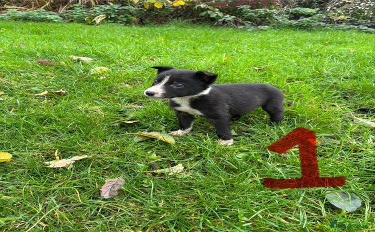Border Collie dogs Border Collie puppies - Advert 1