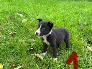 Border Collie dogs Border Collie puppies - Advert 14