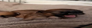 Shih Tzu 1