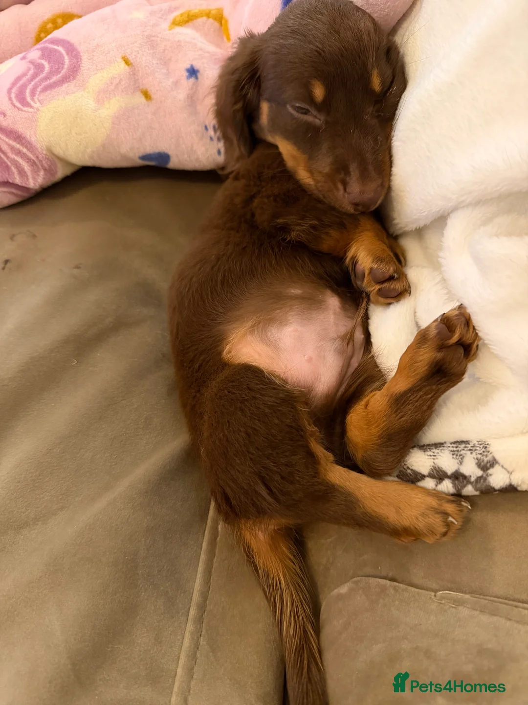 Miniature Dachshund dogs for sale: Beautiful KC Registered Miniature Dachshund Puppy in Southampton - Advert 1