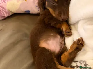 Miniature Dachshund dogs Beautiful KC Registered Miniature Dachshund Puppy in Southampton - Advert 1