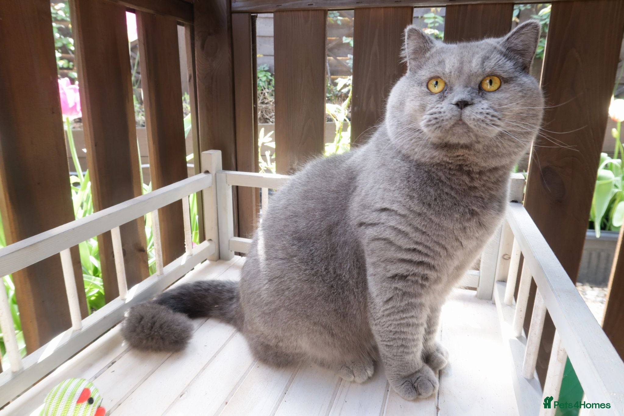 British Shorthair cats Blue British shorthair male - Advert 2