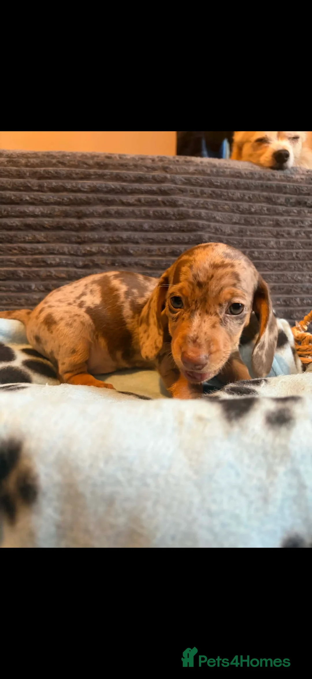 Miniature Dachshund dogs for sale: KC registered Miniature Dachshund puppies  - Advert 17