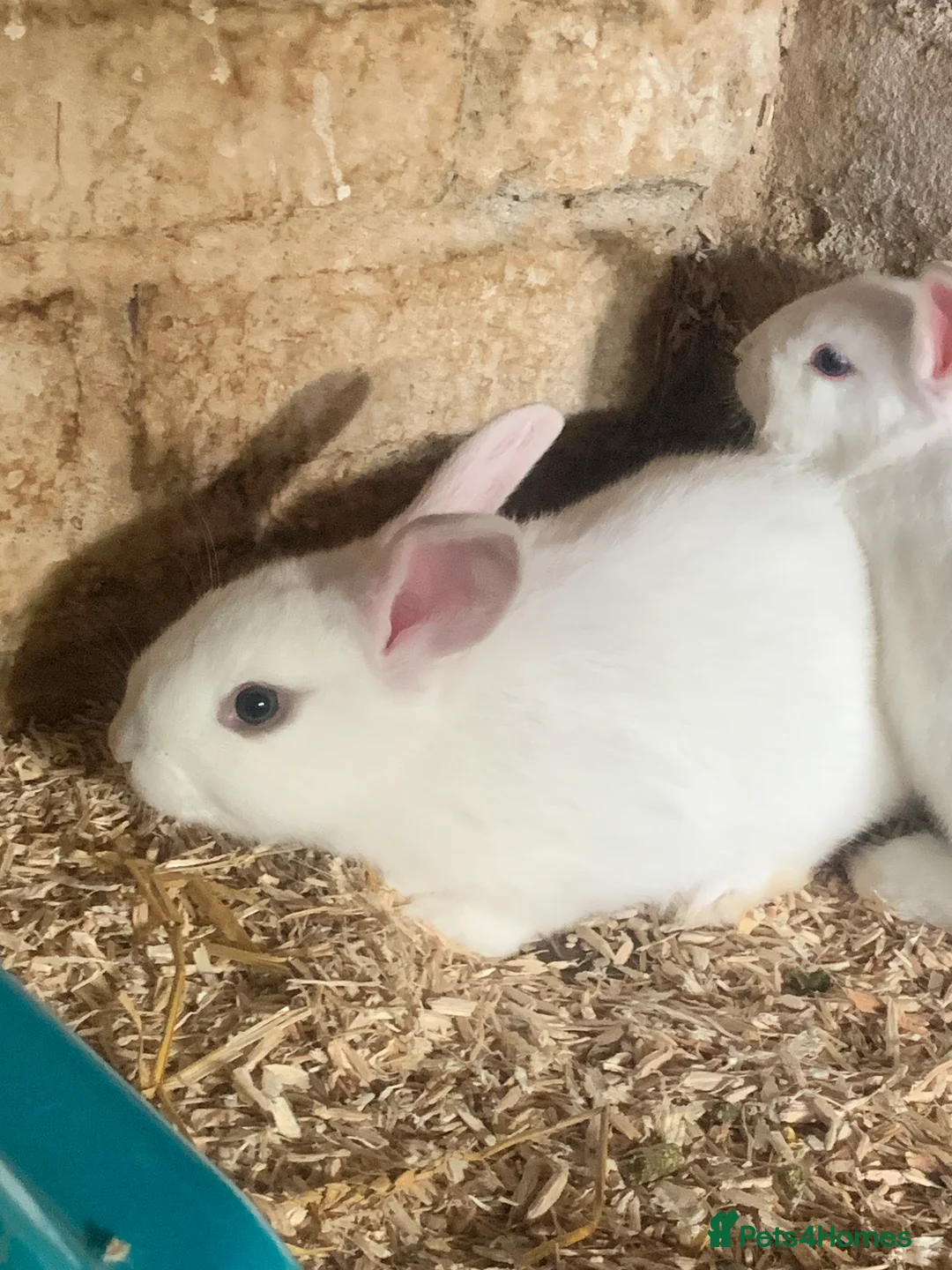 Mixed Breed rabbits for sale: Adorable baby bunnies  - Advert 3