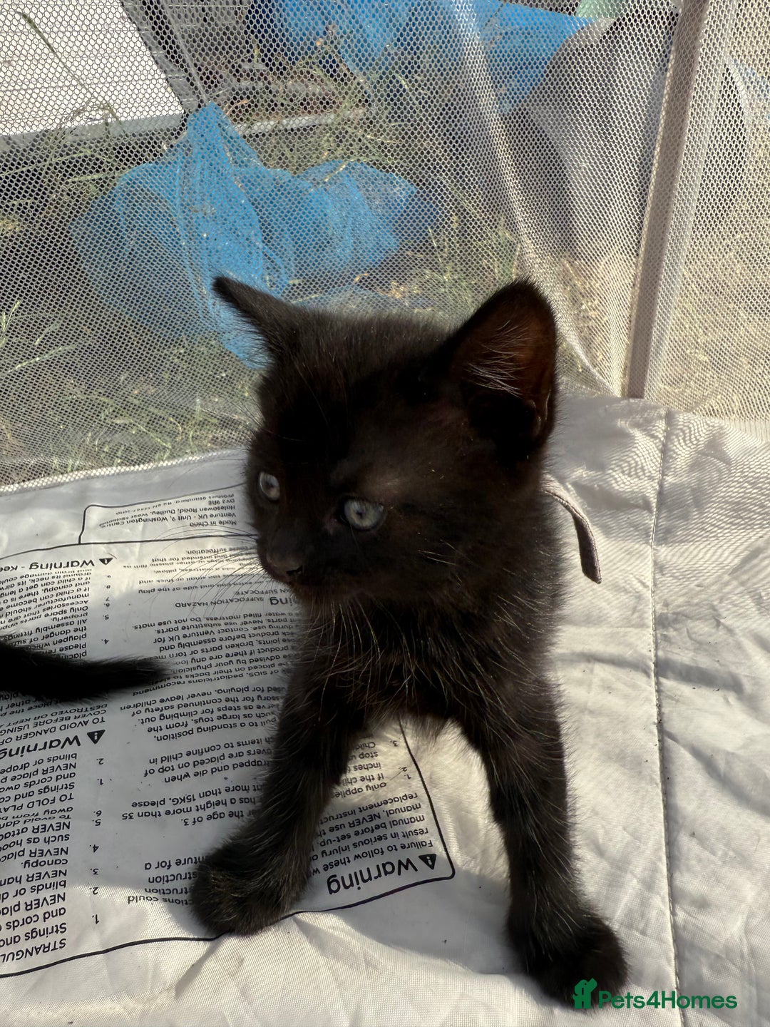 Mixed Breed cats for sale: Litter of Kittens For Sale - only 1 Male left in Dunstable - Image 22