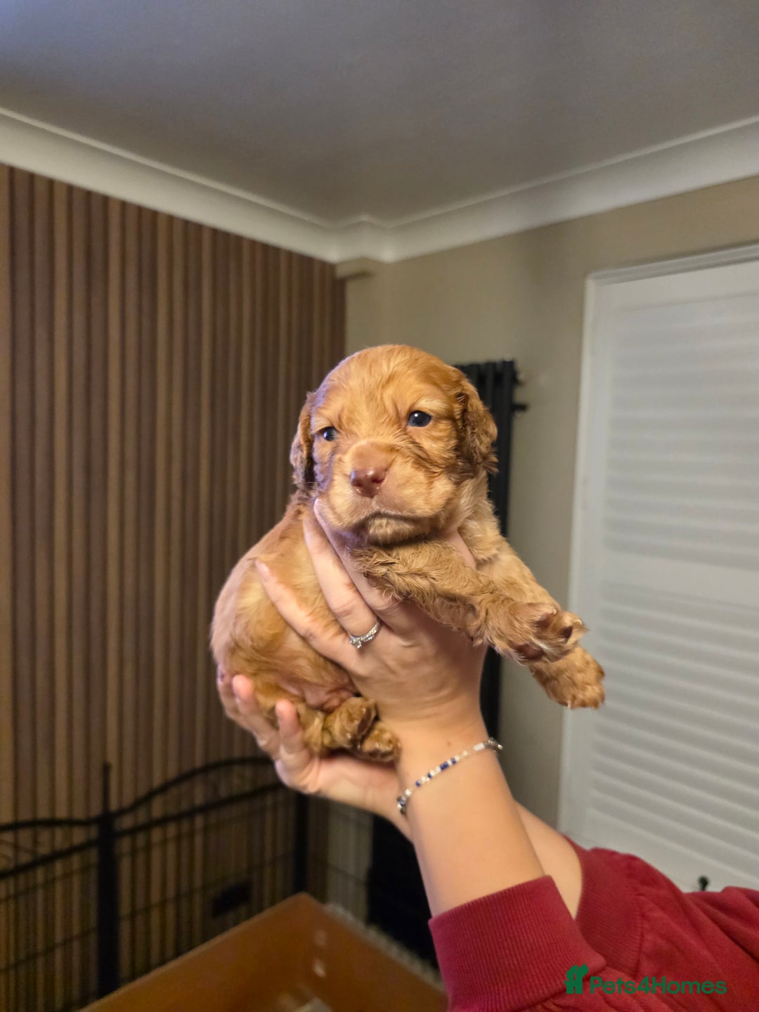 Cocker Spaniel dogs for sale: Ready now🐶X1 boy left🐶working cocker spaniel - Image 34