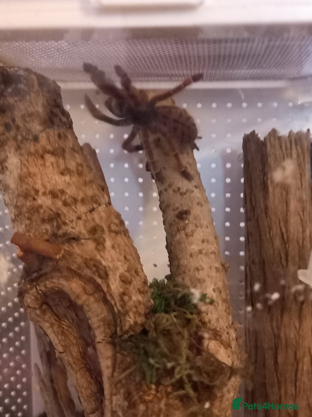 Tarantulas invertebrates for sale: Various T's FOR SALE!  - Advert 14