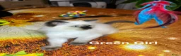 Ragdoll cats for sale: 💖Fabulous Pure Ragdoll Kittens Waiting for Love❤️ - Advert 18