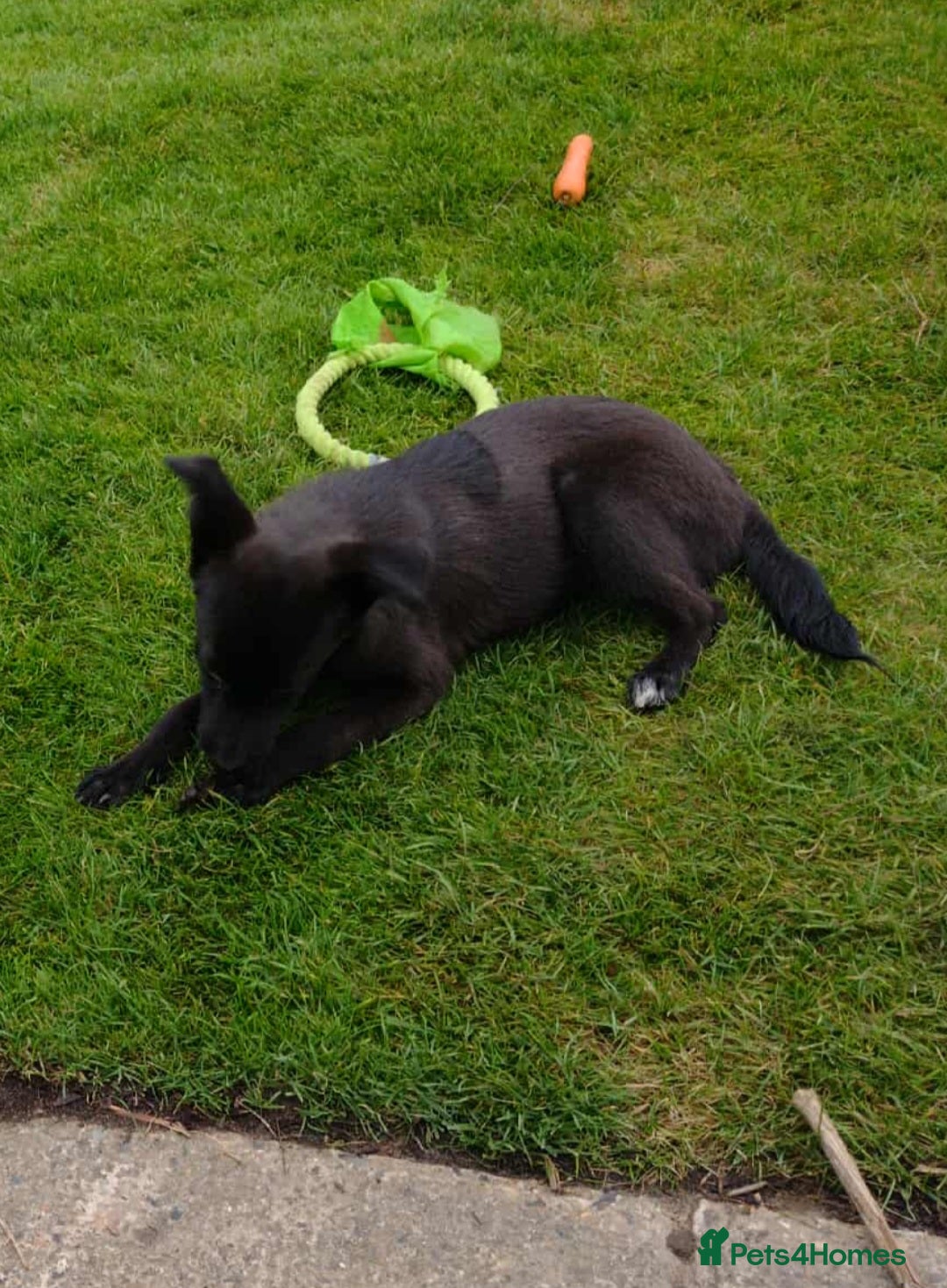 Mixed Breed dogs for adoption: 🥮Muffin🥮 for adoption, fostered in BEDS - Image 2