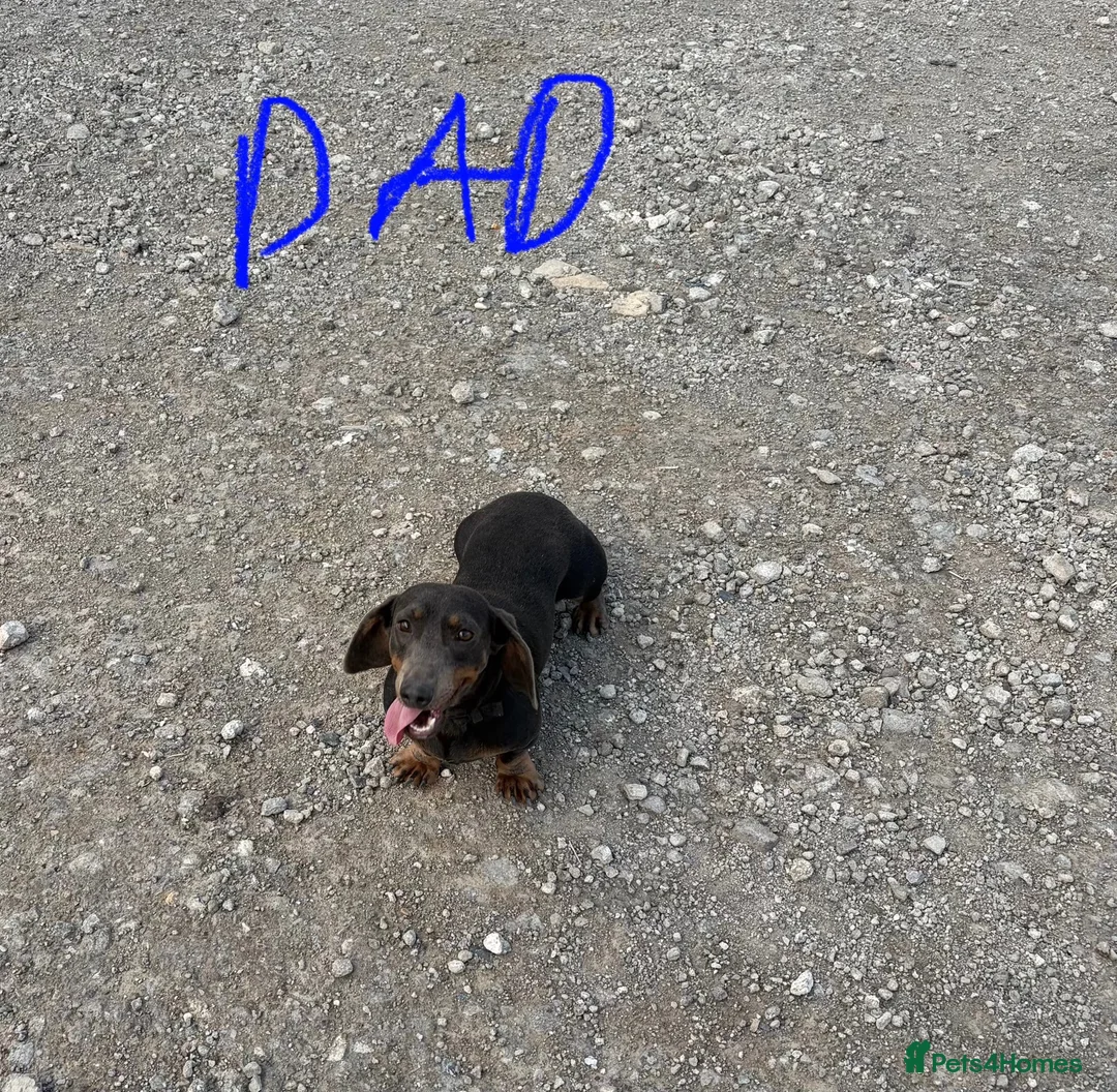 Dachshund dogs for sale: Dachshund puppies ready to go! in Scunthorpe - Advert 6