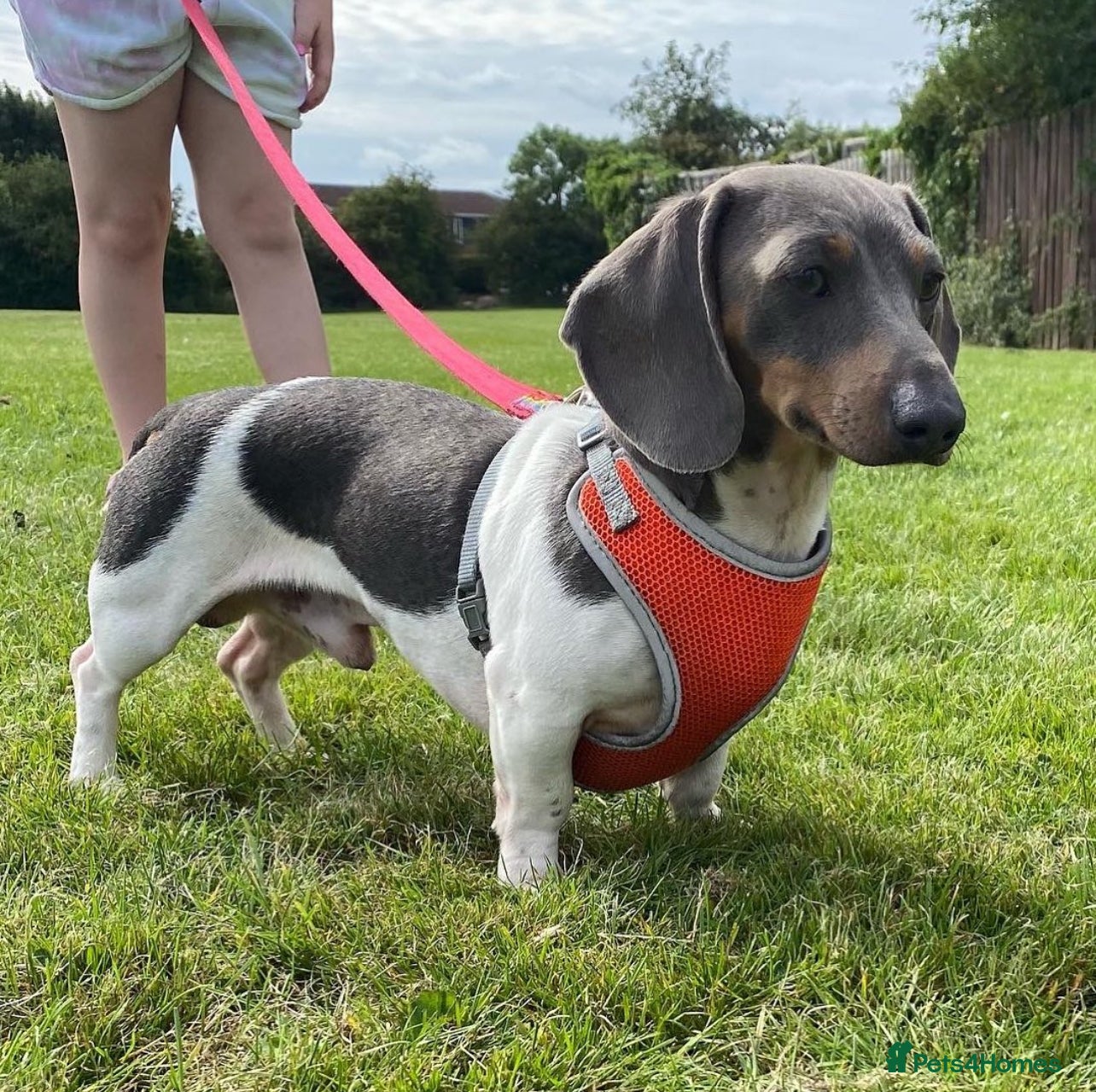Miniature Dachshund dogs Tiny Piebald Stud with Free Ovulation Testing  in Stockton-on-Tees - Advert 8