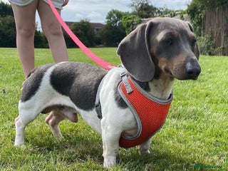 Miniature Dachshund dogs in Stockton-on-Tees - Advert 26