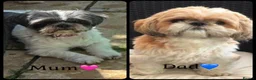 Shih Tzu dogs for sale: 9 beautiful Shih Tuz pups 🩷💙 - Advert 13
