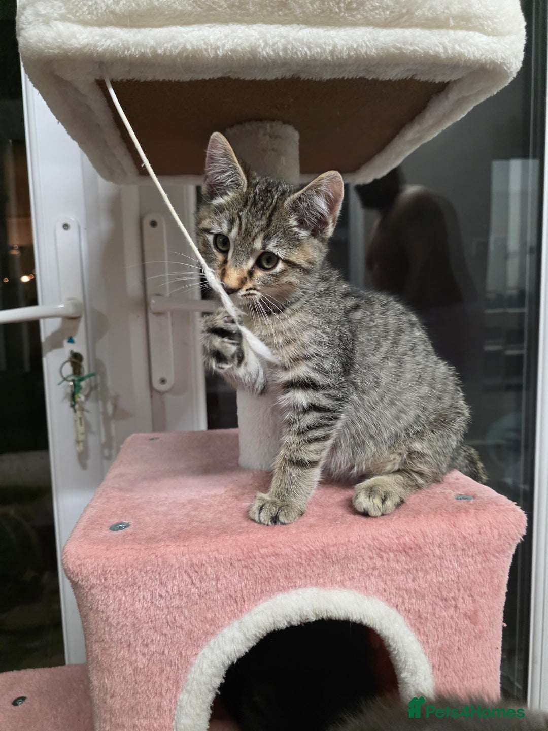 Mixed Breed cats for sale:  mixed stunning litter - Image 18