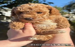 Toy Poodle dogs for sale: Beautiful Pure bred Tiny Toy Poodle puppies - Advert 6