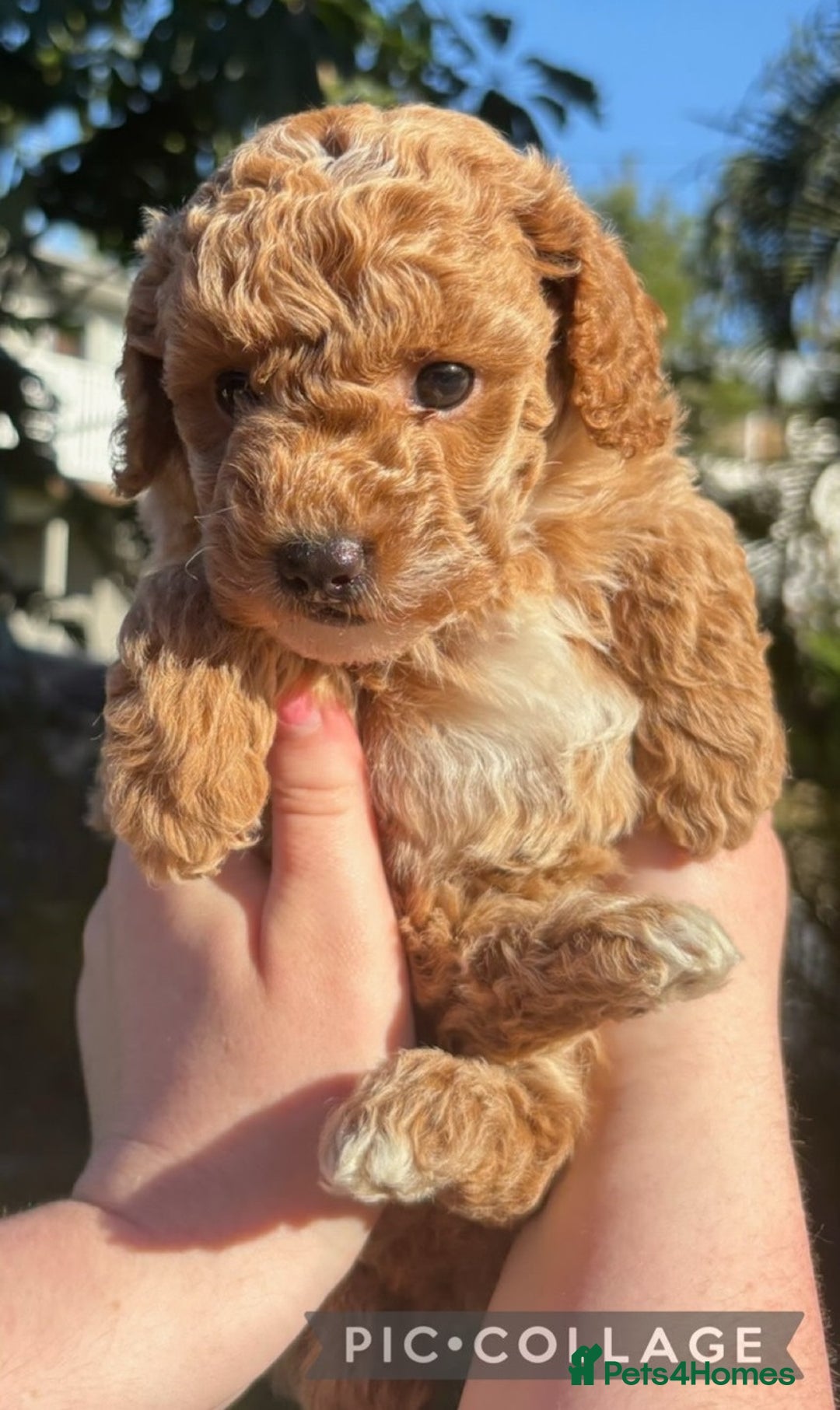 Toy Poodle dogs for sale: Beautiful Pure bred Tiny Toy Poodle puppies - Advert 6