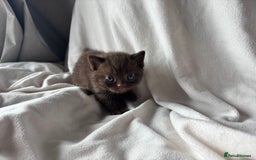 British Shorthair cats for sale: 🏆 pedigree British shorthair🏆 - Image 3