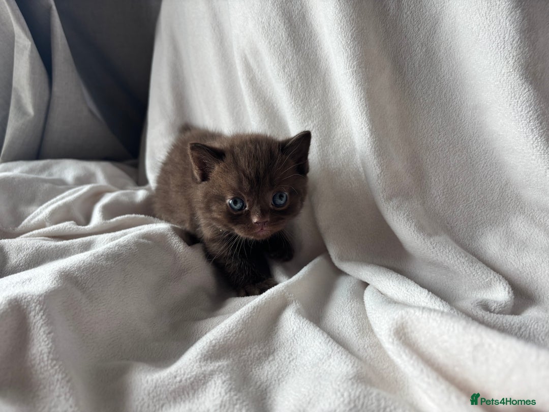 British Shorthair cats for sale: 🏆 pedigree British shorthair🏆 - Image 3