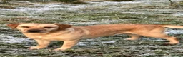Labrador Retriever dogs for sale: Stunning Yellow Labrador Dog Puppies - Advert 3