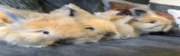 Angora rabbits for sale: Angora collection Ready - Advert 8
