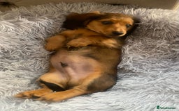 Miniature Dachshund dogs for sale: Long haired dachshund  - Image 5