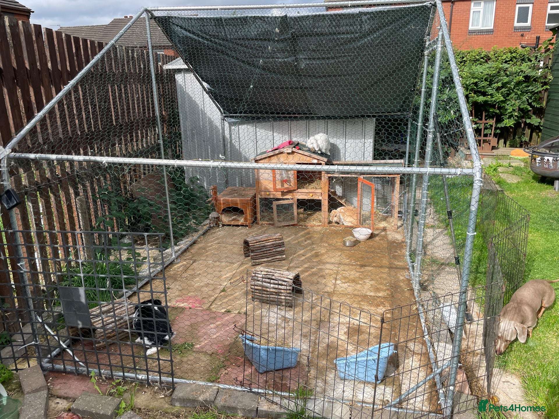 Dwarf Lop rabbits for sale: 3 Rabbits  - Advert 12