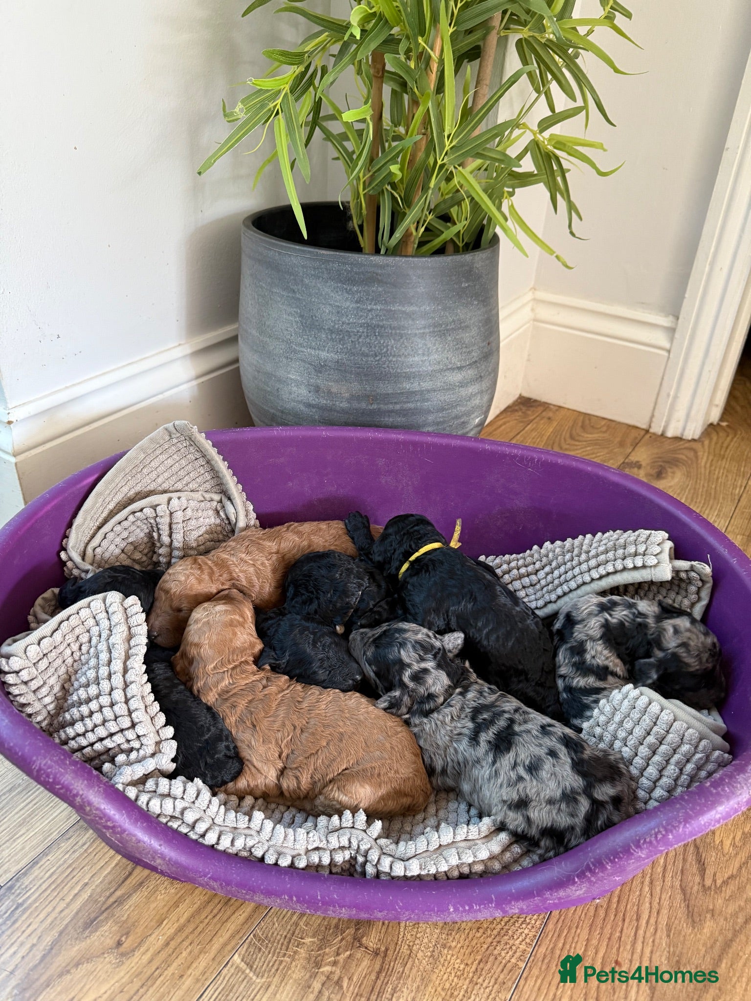 Labradoodle dogs Our Therapy Dog has had a gorgeous litter - Advert 1