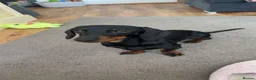 Dachshund dogs for sale: Black and Tan dachshund  - Advert 3
