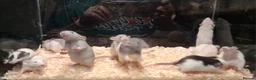 Rat rodents for sale: Baby Dumbo rats, natural, Rex , Nakeds - Advert 23
