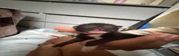 Mixed Breed cats for sale: 5 newborn kittens for sale in Burton-on-Trent - Advert 3
