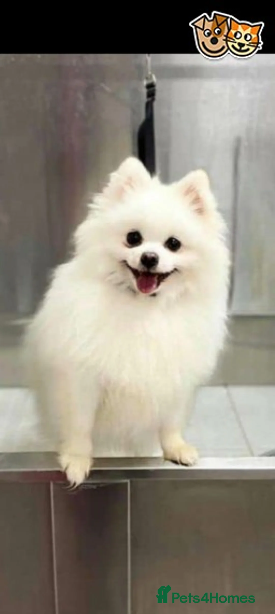 Pomsky dogs for stud: Best stud around Champions in every generation  in Coventry - Advert 3