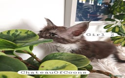 Maine Coon cats for sale: Stunning Black Smoke Registred Maine Coon Kittens - Image 14