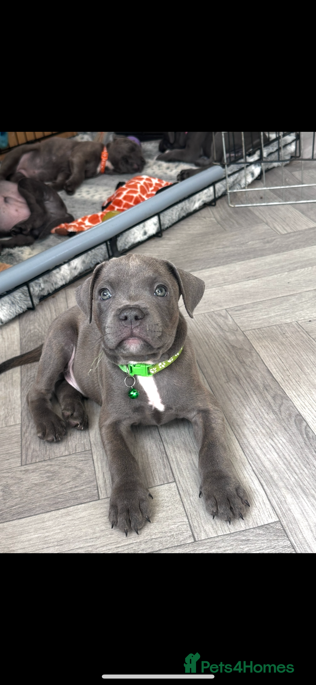 Staffordshire Bull Terrier dogs for sale: Blue Staffordshire bull terrier  - Image 5