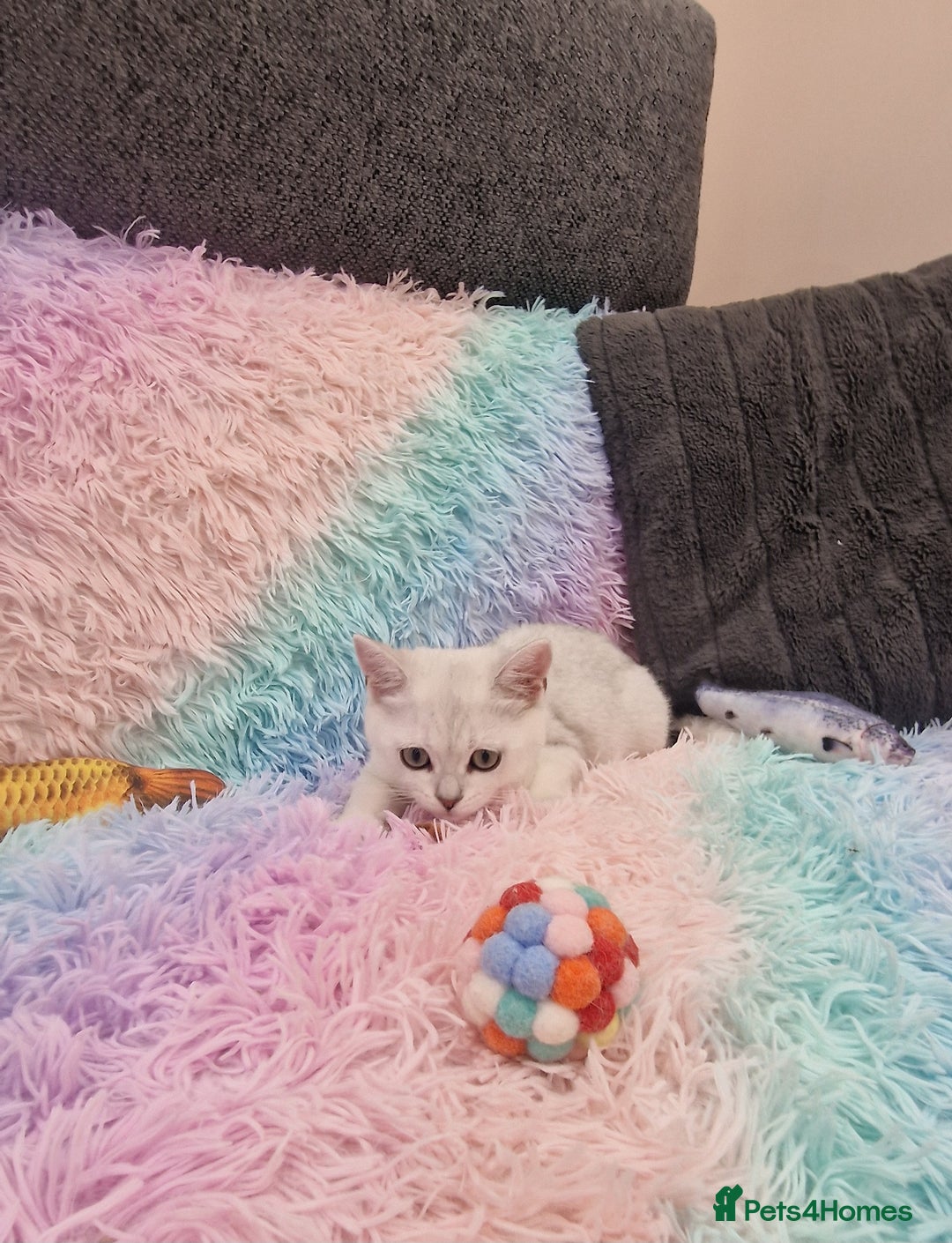 British Shorthair cats for sale: British Shorthair Silver Chinchilla  - Image 31