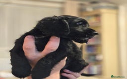 Cocker Spaniel dogs for sale: Last Cocker Boy ready to leave now - Image 4