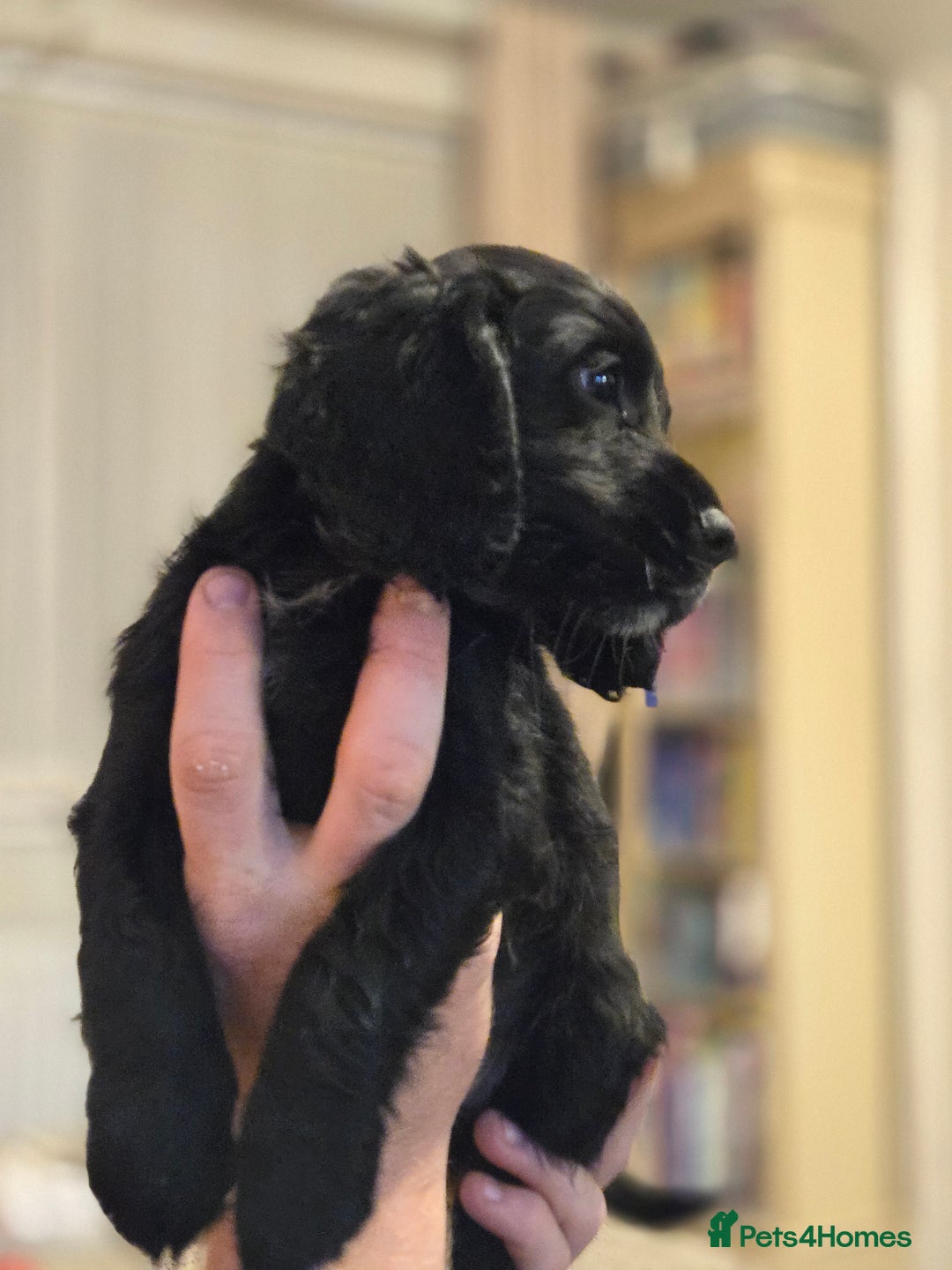 Cocker Spaniel dogs for sale: Last Cocker Boy ready to leave now - Image 4