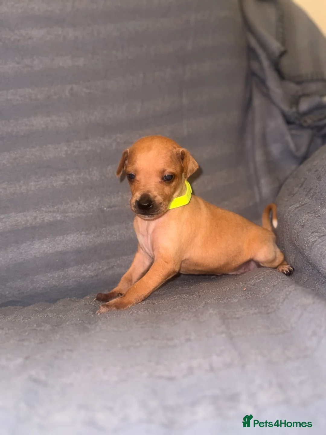 Italian Greyhound dogs for sale: Kc Italian greyhound puppies  loving homes wanted  - Advert 1