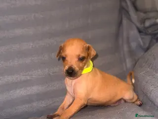 Italian Greyhound dogs Kc Italian greyhound puppies loving homes wanted - Advert 12