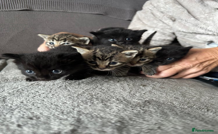 Domestic Shorthair cats - Advert 1