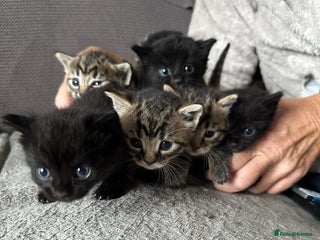 Domestic Shorthair cats - Advert 38