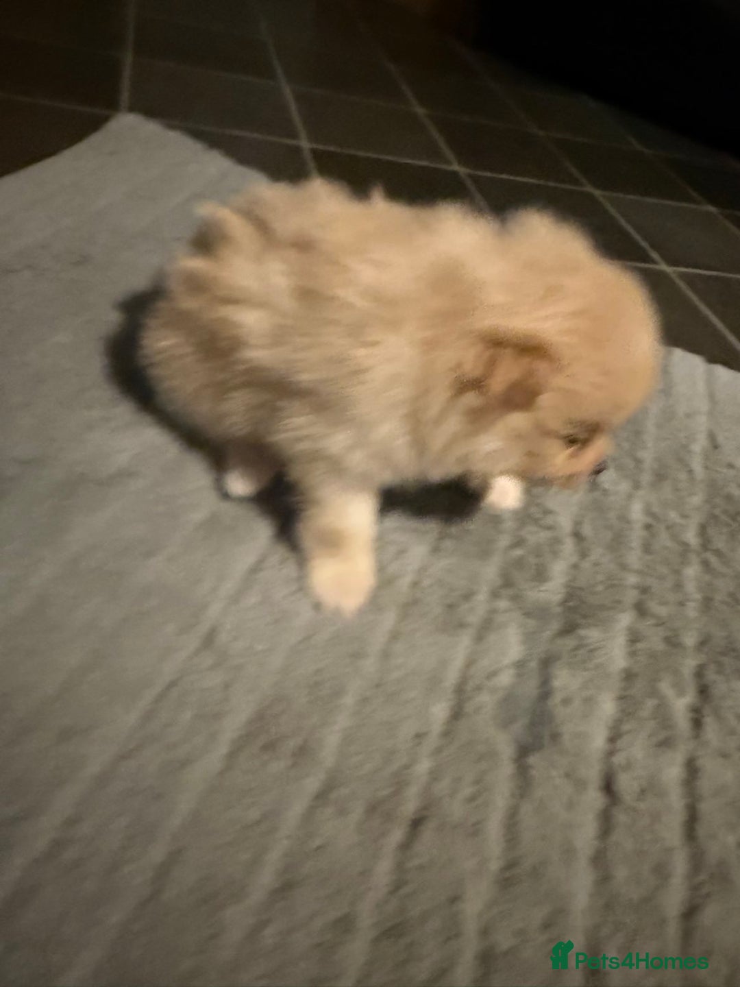 Pomeranian dogs for sale: Two Male Pomeranian’s!  - Advert 19