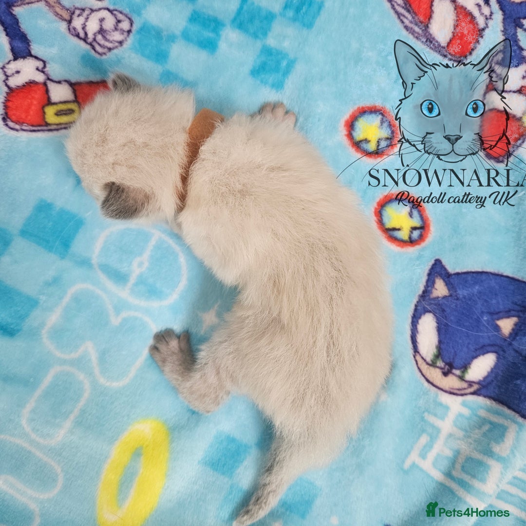 Ragdoll cats for sale: 5 Tica Boys Chocolate Point, Black Solid Mit,Blue  - Image 9