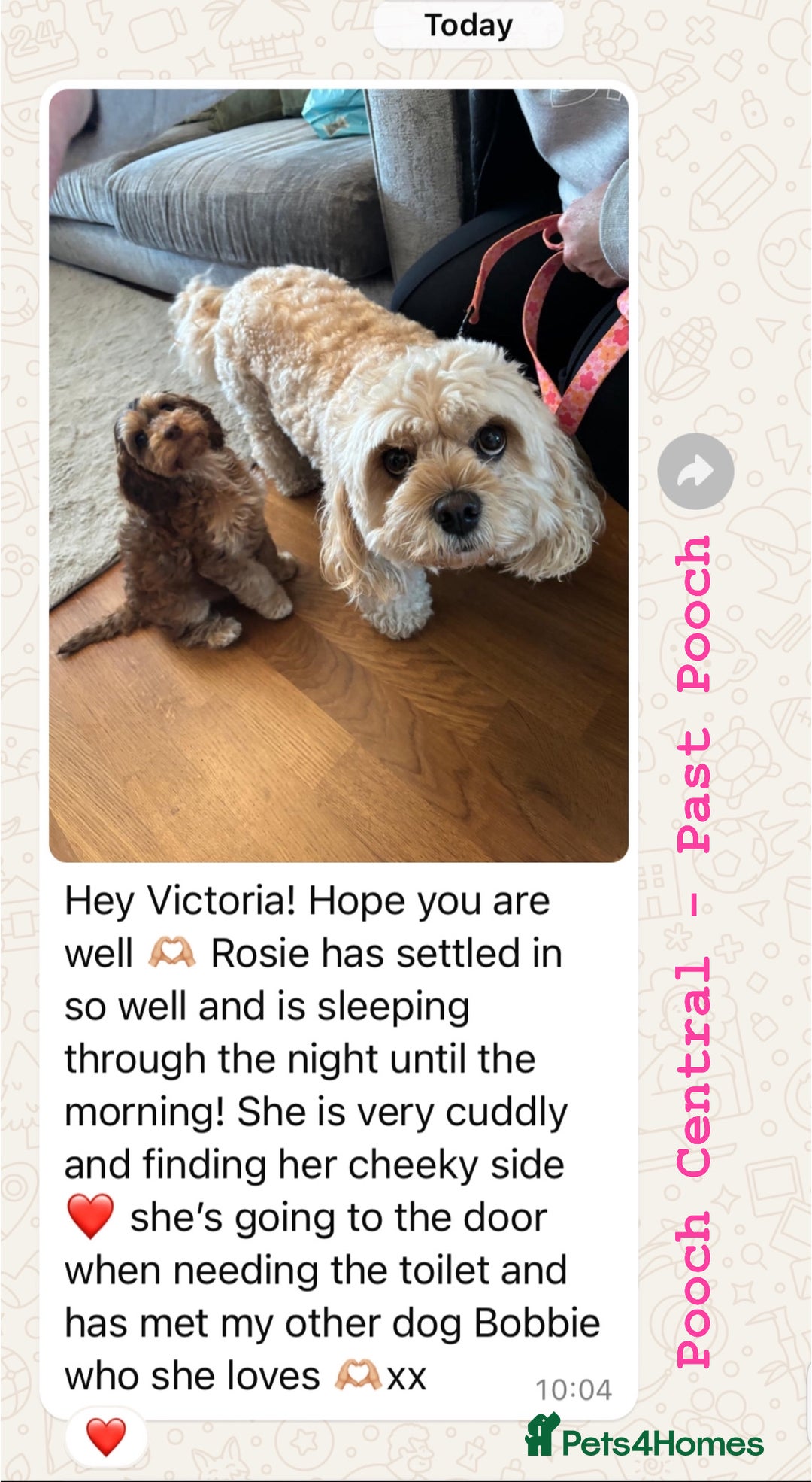 Cockapoo dogs for sale: F1 Cockapoo’s DNA Health Tested Parents - Image 15