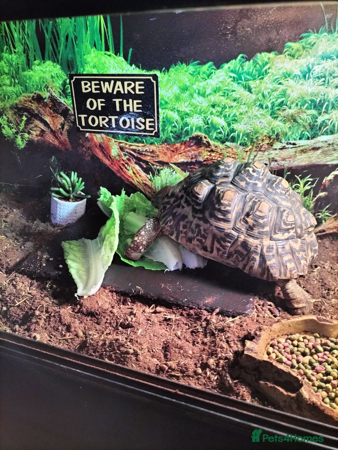 Tortoise reptiles for sale: Tortoise leopard  - Advert 1