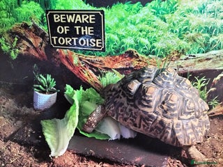 Tortoise reptiles Tortoise leopard - Advert 1