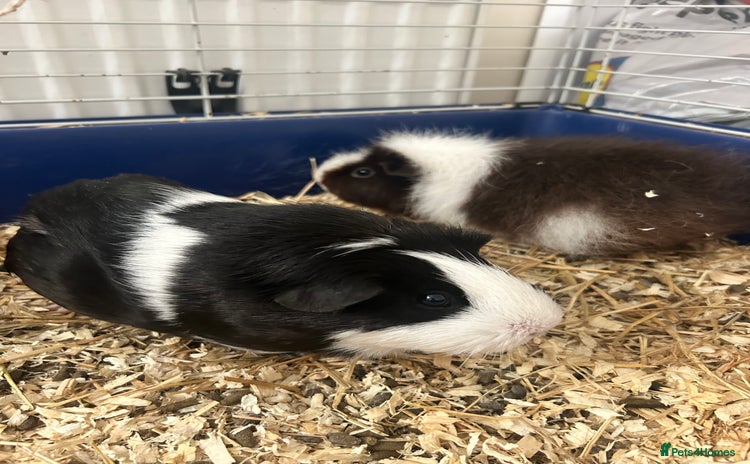 Guinea Pig rodents in Doncaster - Advert 1