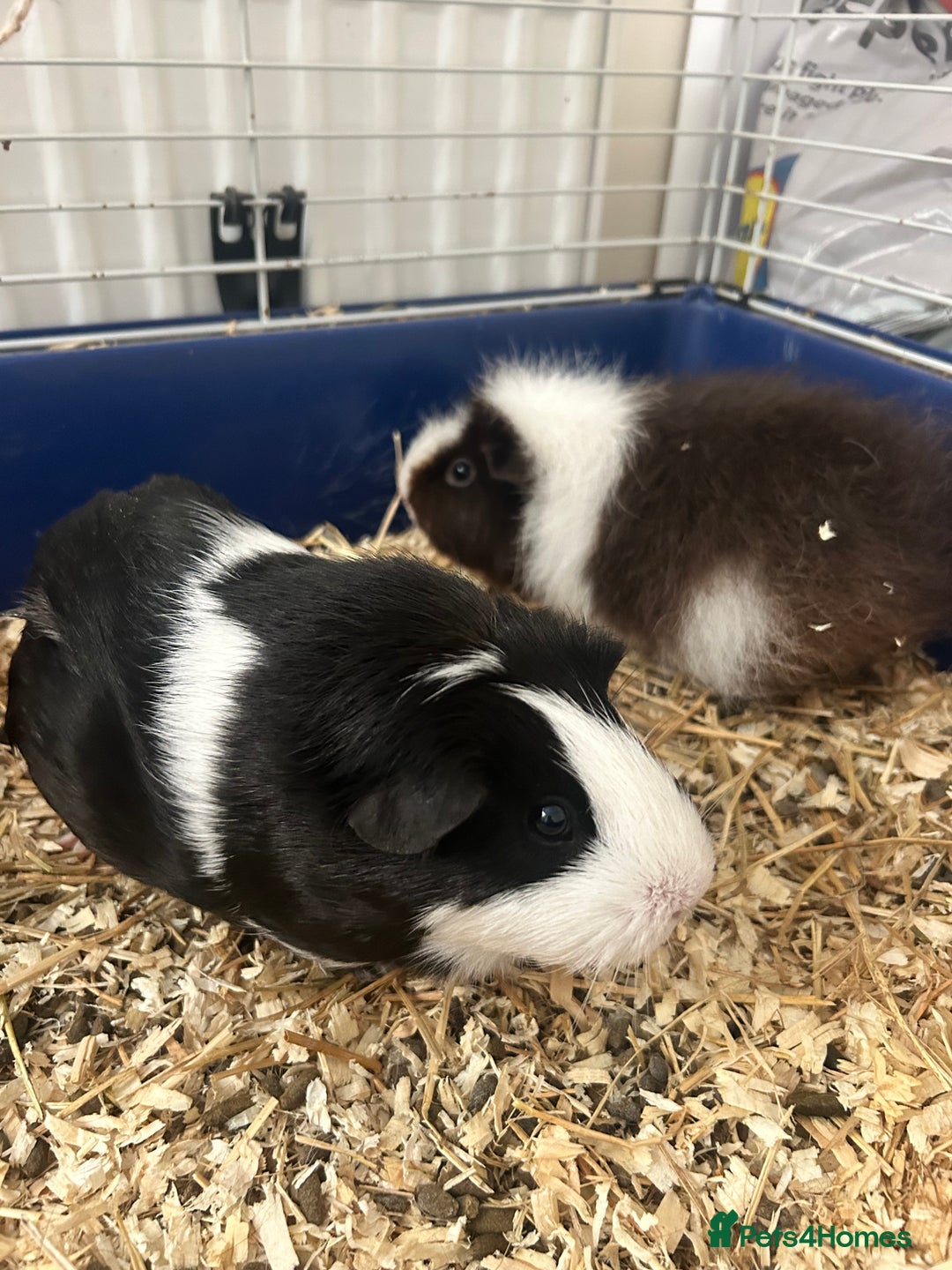 Guinea Pig rodents for sale: 2 beautiful bonded girls - 7 months old  in Doncaster - Image 1