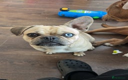 Frug dogs for sale: Female Frug - Rehoming - Image 1