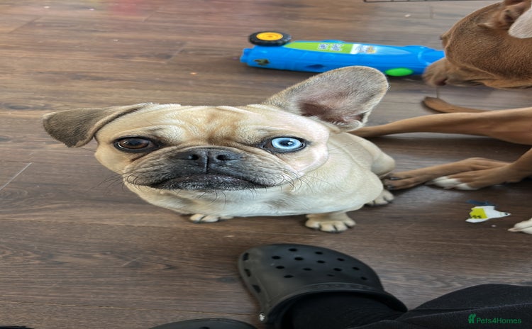 Frug dogs - Advert 15